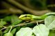 Southeast Asia: Red-tailed ratsnake (Gonyosoma oxycephalum), also known as arboreal ratsnake and red-tailed racer
